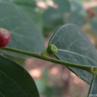 Phyllanthus vitis-idaea (Burm.f.) J.Koenig ex Roxb.